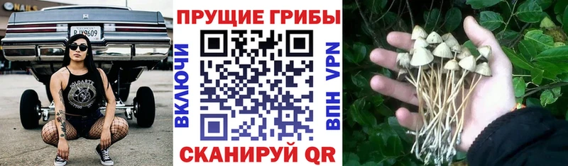 Купить закладки  Кушва  Псилоцибиновые грибы MAGIC MUSHROOMS 